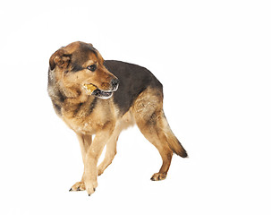 Image showing Dog looks back