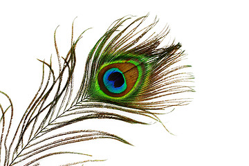 Image showing Peacock feather eye