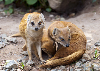 Image showing Mongoose