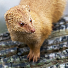 Image showing Mongoose