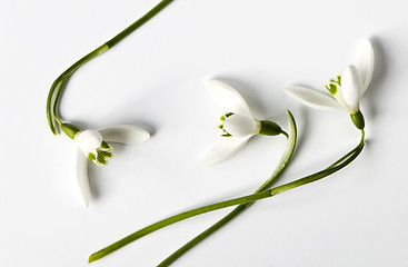 Image showing Snowdrop