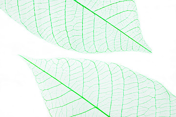 Image showing Leaves