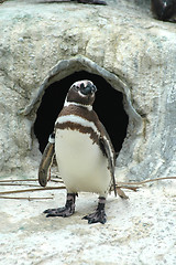 Image showing Magellanic penguin