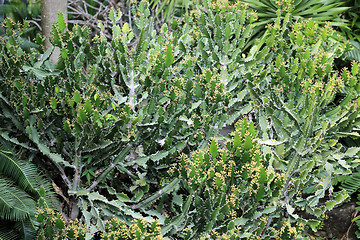 Image showing Green beautiful big cactus 