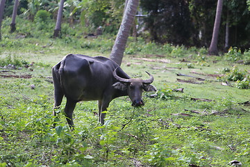 Image showing Thai black cow 