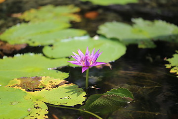 Image showing Different colored plants and flowers