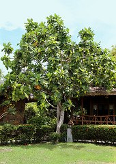 Image showing Tropical tree with large green fruits 