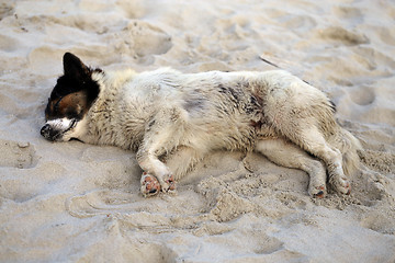 Image showing Beautiful dog lying on a yellow sand 