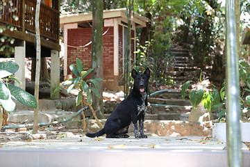 Image showing Beautiful dog lying on a yellow sand 