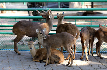 Image showing Deer in the zoo  
