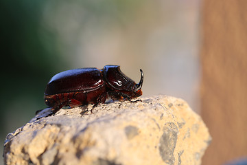 Image showing Beautiful black beetle Rhino 