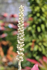 Image showing Different colored plants and flowers