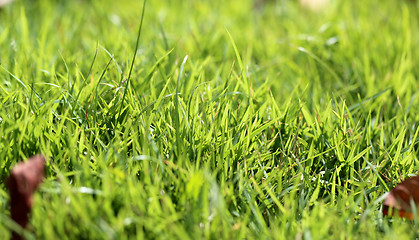 Image showing beautiful lawn green grass