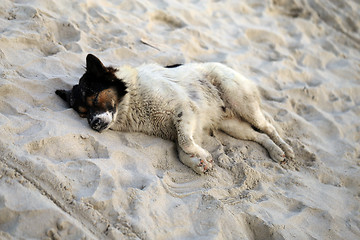 Image showing Beautiful dog lying on a yellow sand 