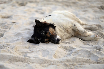 Image showing Beautiful dog lying on a yellow sand 