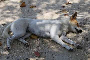 Image showing Beautiful dog lying on a yellow sand 