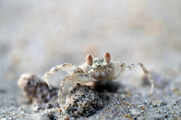 Image showing Small sea crab with yellow