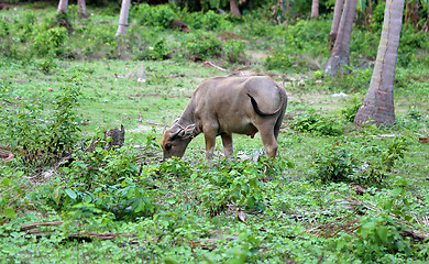 Image showing Thai black cow 