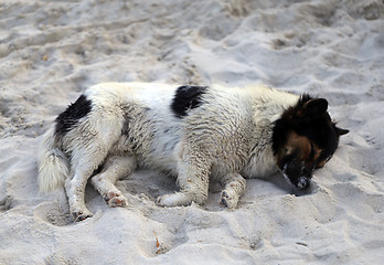 Image showing Beautiful dog lying on a yellow sand 