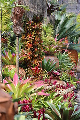 Image showing Different colored plants and flowers