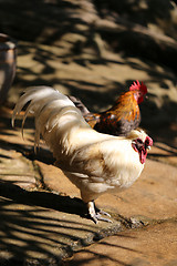 Image showing White hen to the rooster 