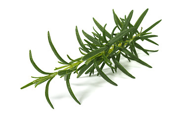 Image showing Rosemary