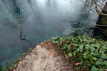 Image showing Creeping ivy on the ground outdoors