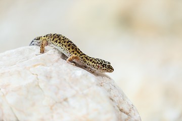 Image showing Gecko lizard on rocks 