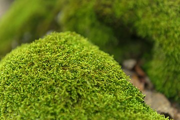 Image showing Green moss closeup photo