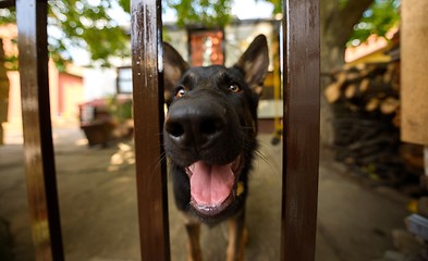 Image showing Grown up dog outside