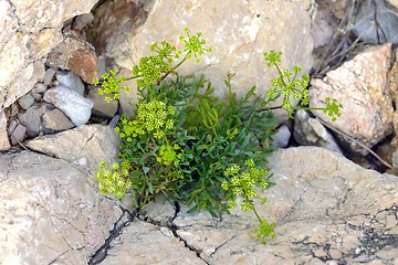 Image showing Green moss on tree trunk