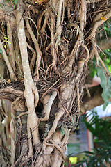 Image showing the roots of a tropical tree 