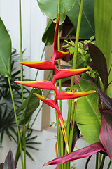 Image showing multicolored flowers heliconia