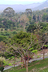 Image showing Rainforest
