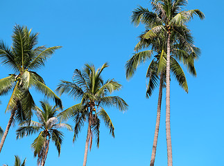 Image showing Green Palma