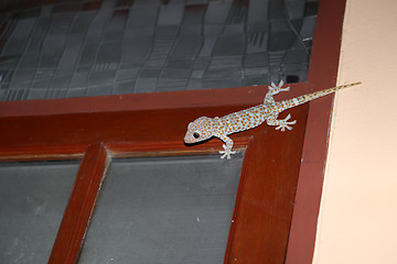 Image showing Gecko currents