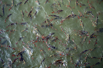 Image showing Large Thai fish eat the bait