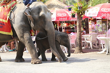Image showing Thai elephant and child 