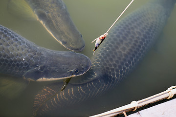 Image showing Large Thai fish eat the bait