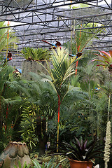 Image showing Rainforest