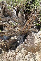 Image showing the roots of a tropical tree 