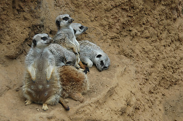 Image showing Meerkat family