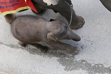 Image showing Thai elephant and child 