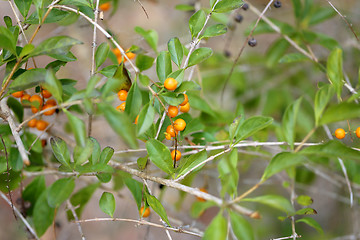 Image showing Yellow berries 