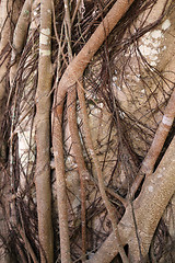 Image showing the roots of a tropical tree 