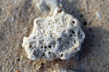 Image showing White coral
