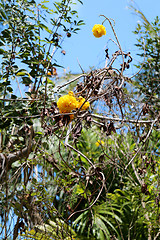 Image showing Large beautiful yellow flowers 