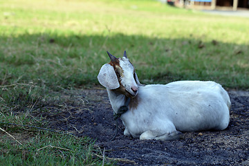 Image showing White sheep 