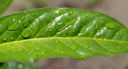 Image showing Green leaf