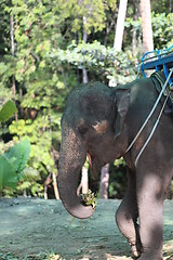 Image showing Thai elephant 